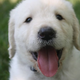 Foto: Kayla Farmer (Unsplash)
